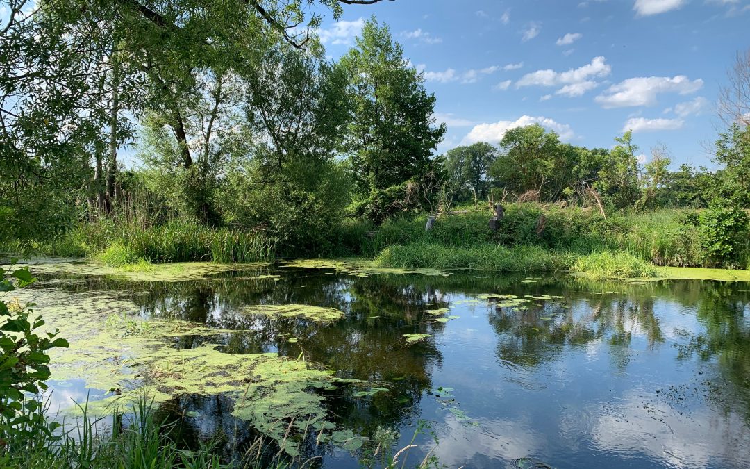 Wofür sich Naturschutz lohnt