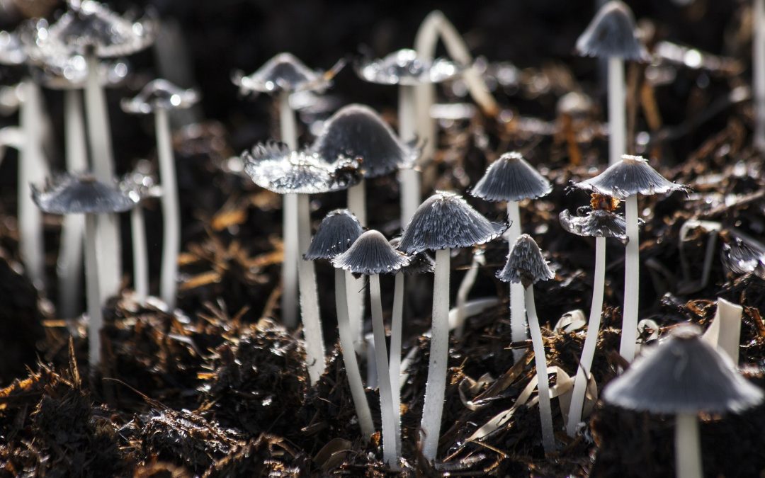 Pilze als Plastikalternative