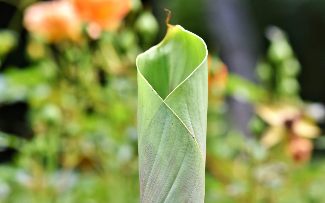Pflanzenblätter als Verpackungsalternative